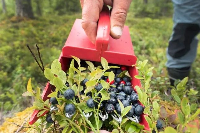 Hand håller en röd bärplockare fylld med blåbär i skogen